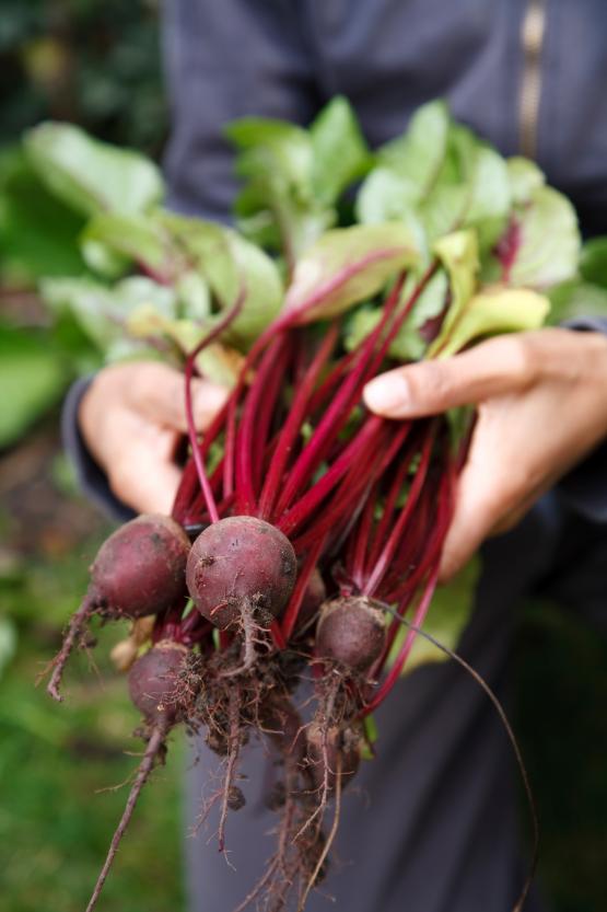 Beet Kvass